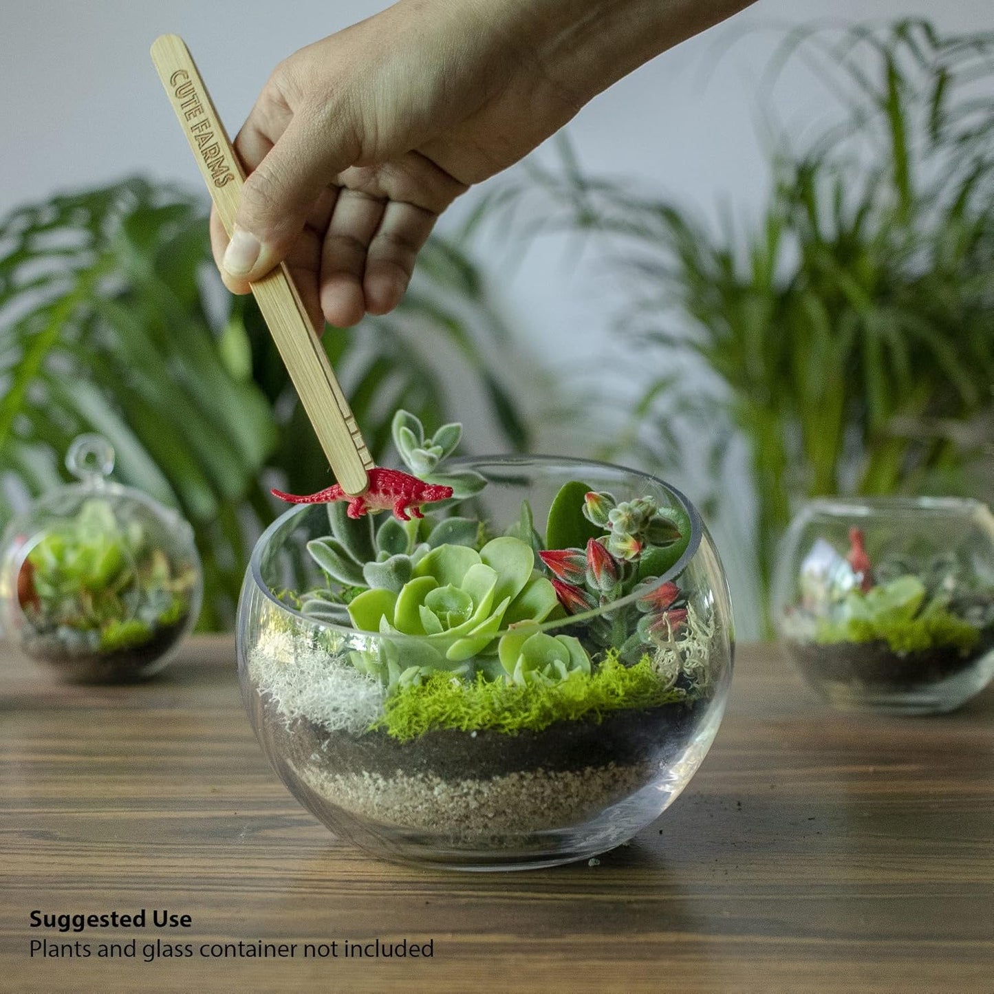 Cute Farms Terrarium Starter Kit | Moss, Vermiculite, Soil, Pebbles, Plant Food, Finishing Tools, Build and Care Guide | DIY Succulent Terrarium for Adults and Kids (Large)